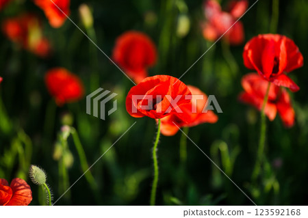 Close-up of a red poppy against green background in an open field Close-up of a red poppy against green background in an open field 123592168