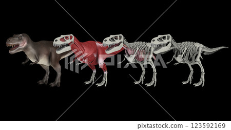 Anatomy of a Tyrannosaurus rex dinosaur. Anatomy of a Tyrannosaurus rex dinosaur. 123592169
