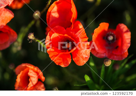 Close-up of a red poppy against green background in an open field 123592170