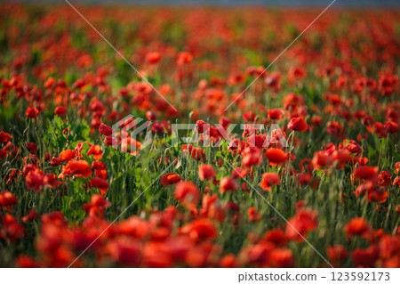 Vast poppy meadow glowing at sunset on a warm summer evening Vast poppy meadow glowing at sunset on a warm summer evening 123592173