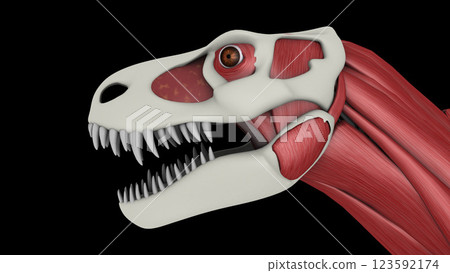 Facial muscles of Tyrannosaurus rex. Facial muscles of Tyrannosaurus rex. 123592174