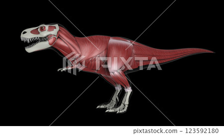 Muscular system of Tyrannosaurus rex, side view. Muscular system of Tyrannosaurus rex, side view. 123592180