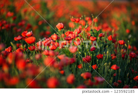 Sunlit poppy field stretching to the horizon in summer Sunlit poppy field stretching to the horizon in summer 123592185