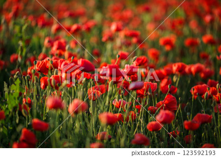 Vast poppy meadow glowing at sunset on a warm summer evening Vast poppy meadow glowing at sunset on a warm summer evening 123592193