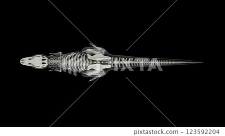 Skeletal system of Tyrannosaurus rex, overhead view. 123592204