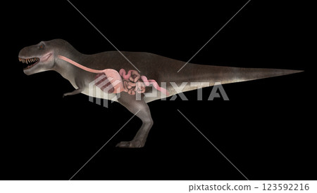 Digestive system of Tyrannosaurus rex, side view. 123592216