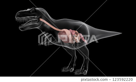 Digestive system of Tyrannosaurus rex, side view. 123592220