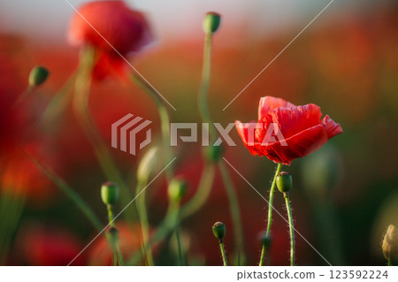Close-up of a red poppy against green background in an open field 123592224