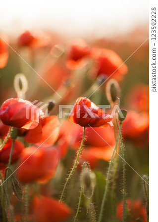 Close-up of a poppy in sunset contour light Close-up of a poppy in sunset contour light 123592228