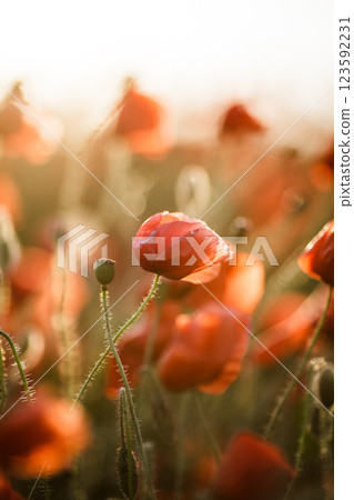 Real poppies in nature against the sky in sunset rays Real poppies in nature against the sky in sunset rays 123592231