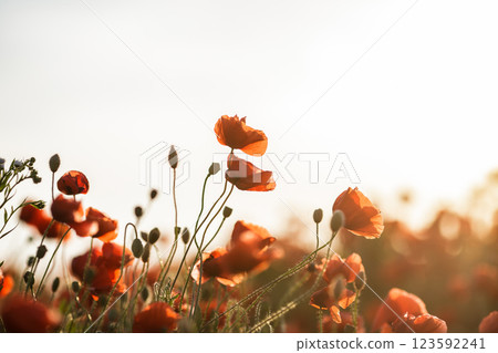 Bright red poppies growing in a vast field under the setting sun 123592241