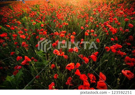 Sunlit poppy field stretching to the horizon in summer Sunlit poppy field stretching to the horizon in summer 123592251