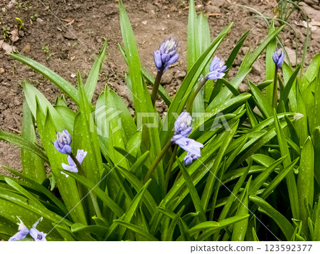 Blue flowers of the early bulbous plant Scilla Chionodoxa luciliae in spring garden 123592377