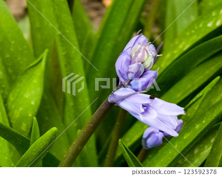 Blue flowers of the early bulbous plant Scilla Chionodoxa luciliae in a spring garden. Close-up 123592378