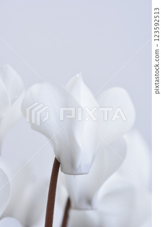 花園仙客來 123592513