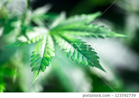 Bright green cannabis leaves in close-up 123592739