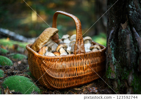 Collected white mushrooms in a basket resting beside an old pine tree Collected white mushrooms in a basket resting beside an old pine tree 123592744