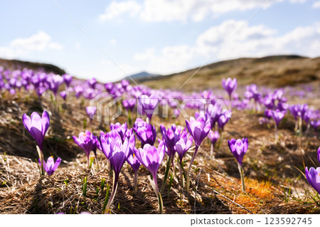 Crocus flowers on spring Ukrainian Carpathians mountains 123592745