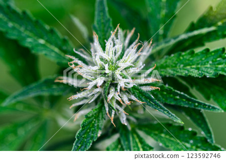 Detailed macro view of cannabis indica sativa bud Detailed macro view of cannabis indica sativa bud 123592746