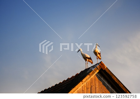 White stork couple on an old house roof 123592758