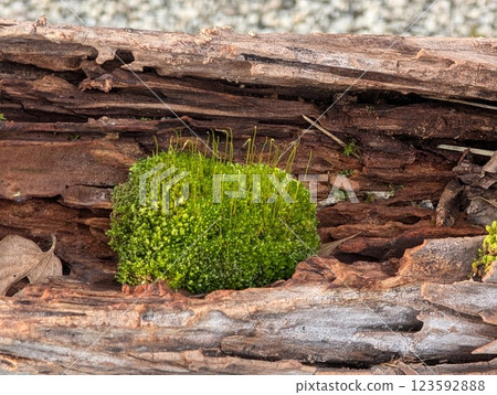 腐爛的樹樁上長滿綠色苔蘚的景觀 腐爛的樹樁上長滿綠色苔蘚的景觀 123592888