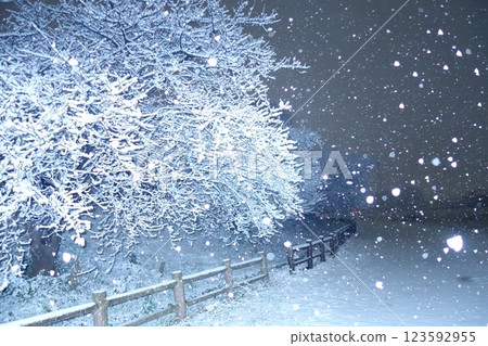 春森公園的河津櫻花樹上積雪 春森公園的河津櫻花樹上積雪 123592955