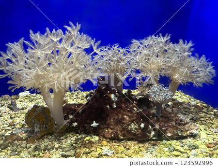Soft corals (lat.- Alcyonacea) 123592996
