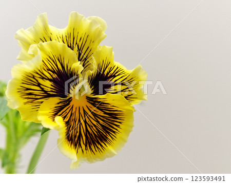 Yellow pansies and violas 123593491