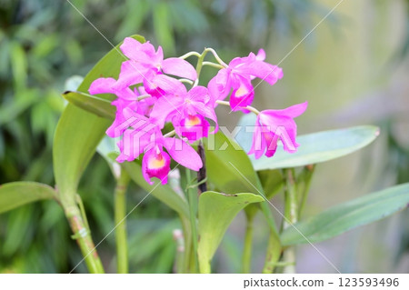 Queen of flowers, Cattleya flower Queen of flowers, Cattleya flower 123593496
