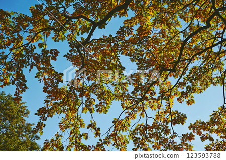 Orange yellow autumn oak leaves,calm on a warm sunny day Orange yellow autumn oak leaves,calm on a warm sunny day 123593788