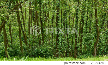 Green fresh forest thicket with deciduous trees Green fresh forest thicket with deciduous trees 123593789
