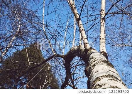 Crooked tree trunk of spring March light birches Crooked tree trunk of spring March light birches 123593790