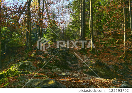 Autumn forest pathway with stones and boulders in bright sunny color Autumn forest pathway with stones and boulders in bright sunny color 123593792
