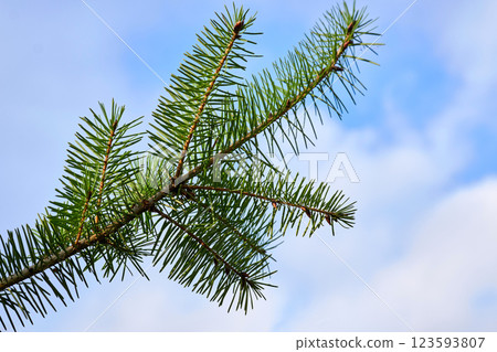 Green fresh saturated spruce branches with blooming needles, sky Green fresh saturated spruce branches with blooming needles, sky 123593807