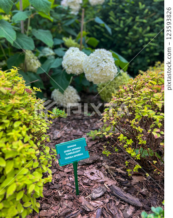 Blooming white hydrangea in the garden with sign of the name of the plant between bushes. 123593826