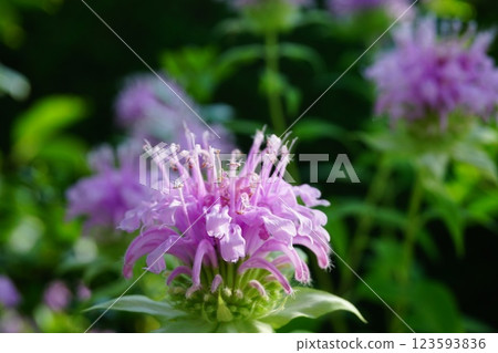 火炬花 火炬花 123593836