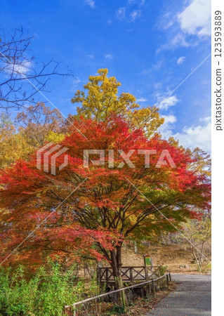 A view of maple leaves at their best against a blue sky A view of maple leaves at their best against a blue sky 123593889
