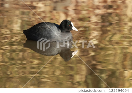 A water bird with a white forehead and a pitch black body, the Eurasian coot, swims round on the water's surface. 123594094