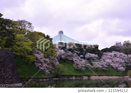 Cherry blossoms at Kitanomaru Park Cherry blossoms at Kitanomaru Park 123594212