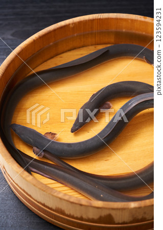 鰻魚在桶子裡游泳 鰻魚在桶子裡游泳 123594231