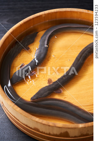 Eel swimming in a bucket Eel swimming in a bucket 123594233