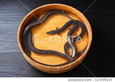 Eel swimming in a bucket 123594237