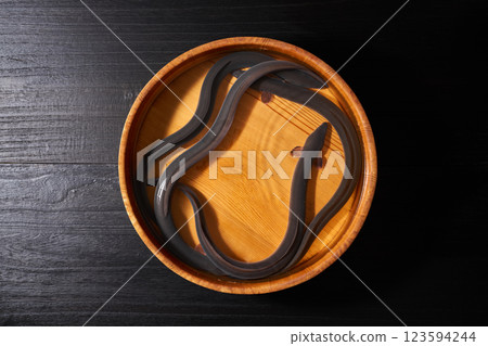 Eel swimming in a bucket 123594244