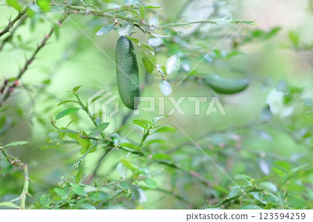 Finger lime Finger lime 123594259
