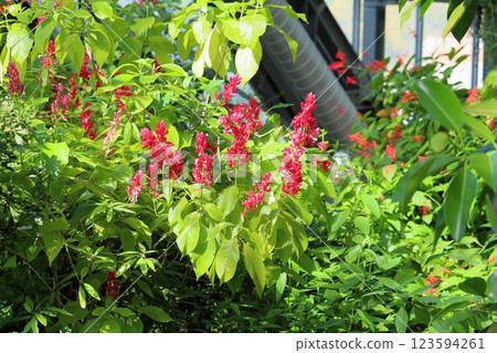 Vivid Megaskepasma Erythrochlamys flower Vivid Megaskepasma Erythrochlamys flower 123594261