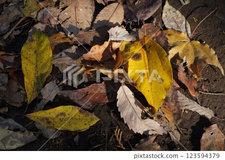 Fallen leaves and the ground at the end of autumn 123594379