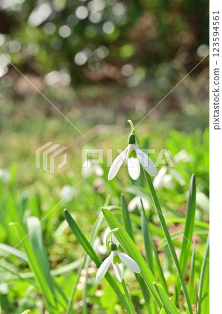 Snowdrops at Kyoto Botanical Garden Snowdrops at Kyoto Botanical Garden 123594561