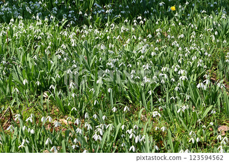 京都植物園的雪花蓮 123594562