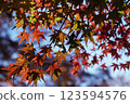 The gradation of autumn leaves transparent with light 123594576