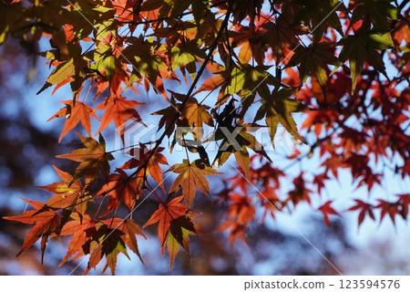 The gradation of autumn leaves transparent with light The gradation of autumn leaves transparent with light 123594576